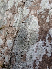 Buellia griseovirens