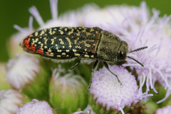 Acmaeodera haemorrhoa