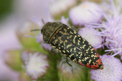 Acmaeodera haemorrhoa