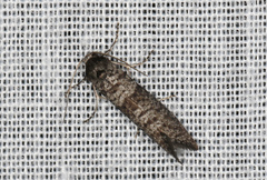 Lepidoscia annosella