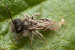 Andrena