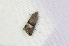 Sereda tautana