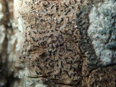 Pseudoschismatomma rufescens