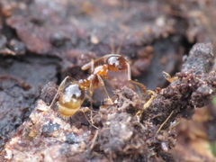 Temnothorax recedens