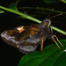 Lychnuchoides ozias - Photo (c) Ken Kertell, μερικά δικαιώματα διατηρούνται (CC BY-NC), uploaded by Ken Kertell