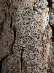 Pseudoschismatomma rufescens