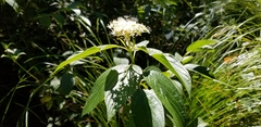 Cornus sericea occidentalis