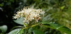 Cornus sericea occidentalis