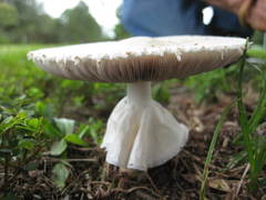 Agaricus pocillator