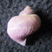 photo of Dwarf Violet Snail (Janthina exigua)