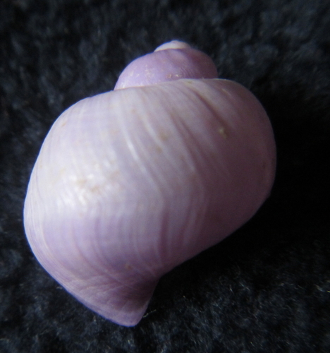 photo of Violet Globe Snail (Janthina globosa)