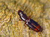 Rhizophagus - Photo (c) Ryszard, some rights reserved (CC BY-NC)