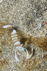 Ancylomenes magnificus