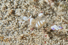 Ancylomenes magnificus