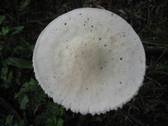 Agaricus pocillator