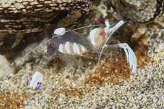 Ancylomenes magnificus