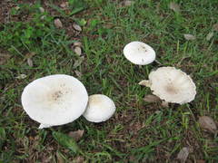 Agaricus pocillator