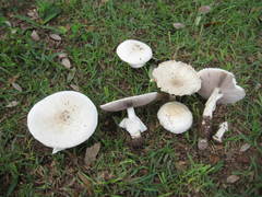 Agaricus pocillator