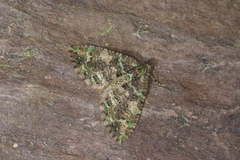 Hammaptera viridifusata