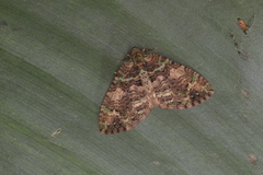 Hammaptera viridifusata