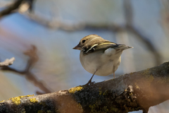 Fringilla coelebs