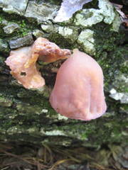 Auricularia angiospermarum