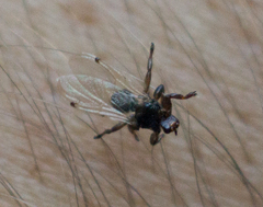 Lipoptena depressa