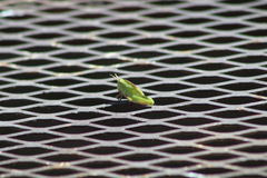 Chortophaga viridifasciata