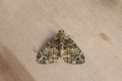 Hammaptera improbaria