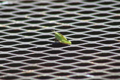 Chortophaga viridifasciata