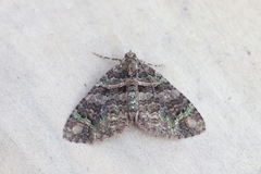 Hammaptera improbaria