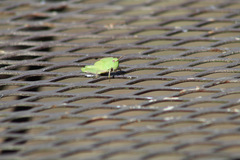 Chortophaga viridifasciata