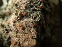 Bacidia rubella