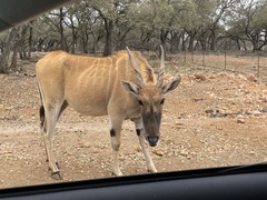 Tragelaphus
