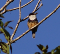 Notharchus swainsoni