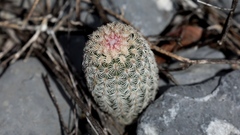 Echinocereus pectinatus pectinatus