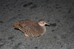 Crypturellus transfasciatus