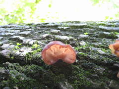 Auricularia angiospermarum
