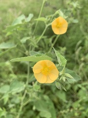 Abutilon rehmannii