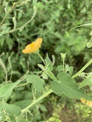 Abutilon rehmannii