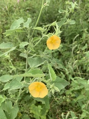 Abutilon rehmannii