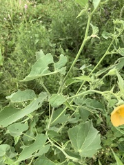 Abutilon rehmannii