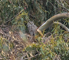 Bubo virginianus