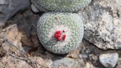 Epithelantha unguispina