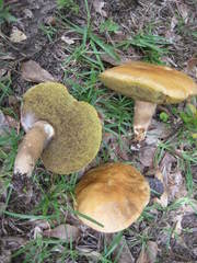 Boletus variipes