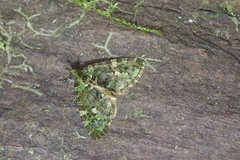 Hydriomena cydippe
