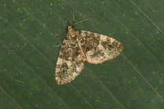 Hydriomena cydippe