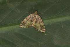 Hydriomena cydippe