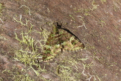Hydriomena cydippe