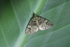 Hydriomena cydippe